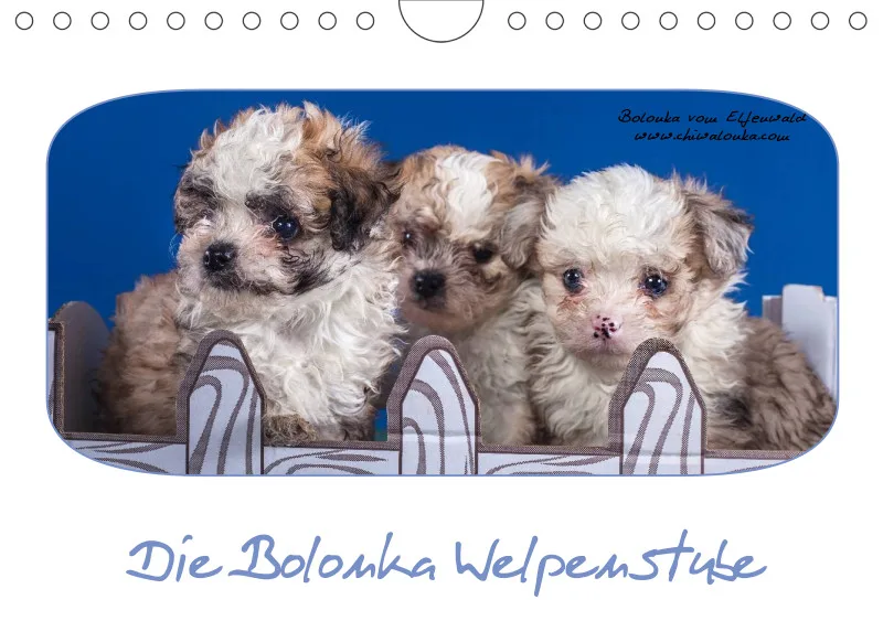 Bolonka Welpenstube vom Elfenwald 2024 A5