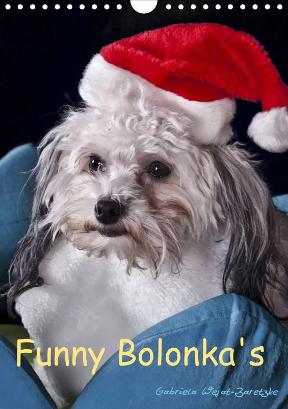 Funny Bolonka 2024 A4