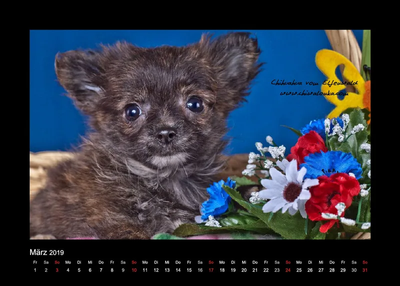 Chihuahua vom Elfenwald 2019 Din A5