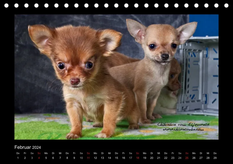 Chihuahua vom Elfenwald 2024 Din A5 Tischkalender