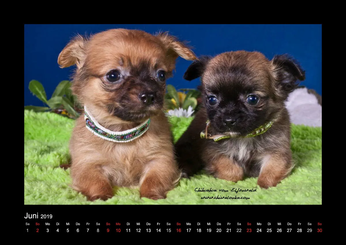 Chihuahua vom Elfenwald 2019 Din A2