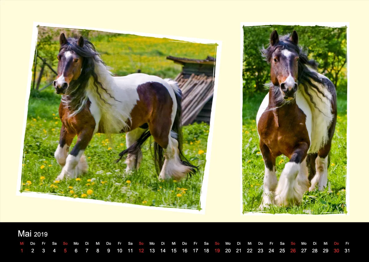 Gypsy Horses 2019