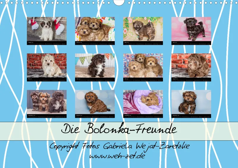 Bolonka-Freunde 2024