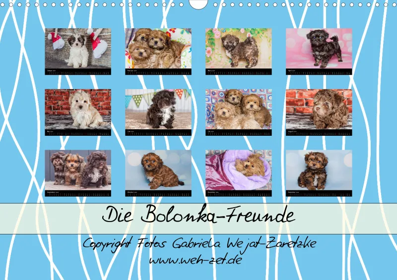 Bolonka-Freunde 2024
