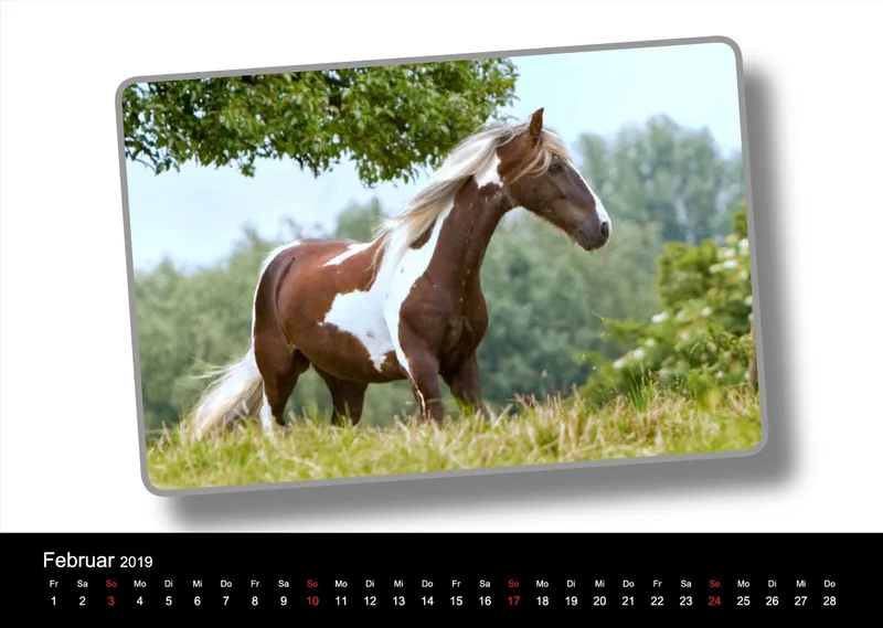 Tinker - Gypsy Horses A3 2019