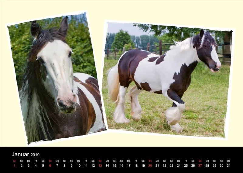 Gypsy Horses 2019