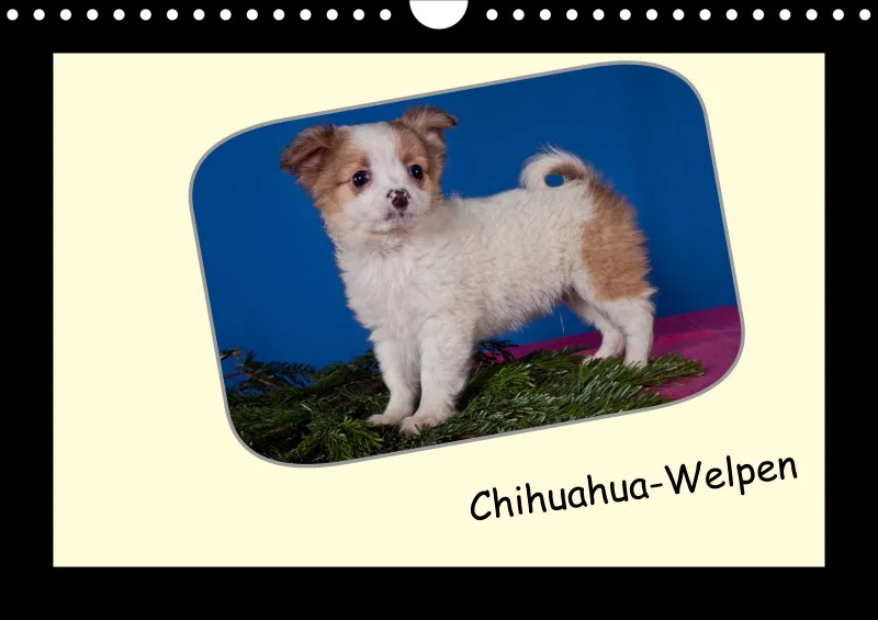 Chihuahua 2024 Din A4