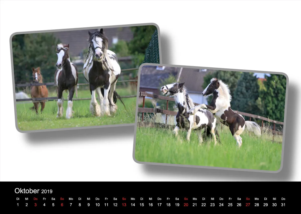 Tinker - Gypsy Horses A3 2019