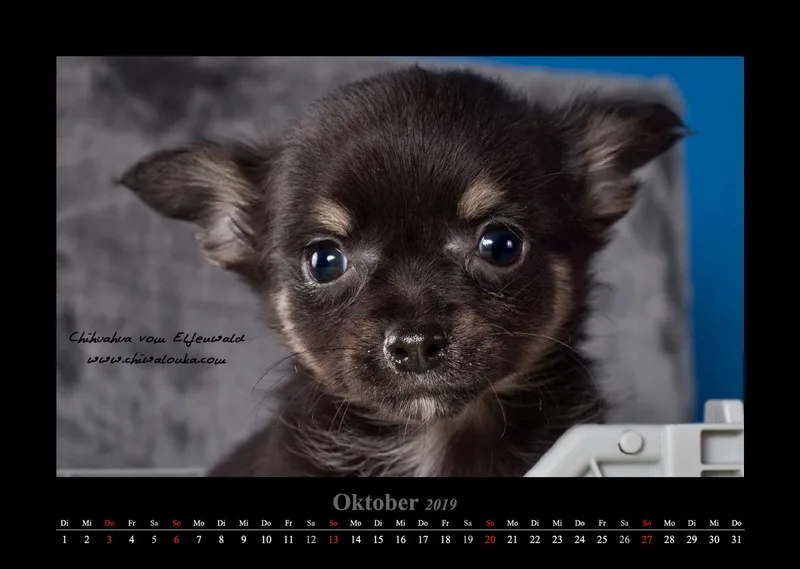 Chihuahua vom Elfenwald 2019 Din A3