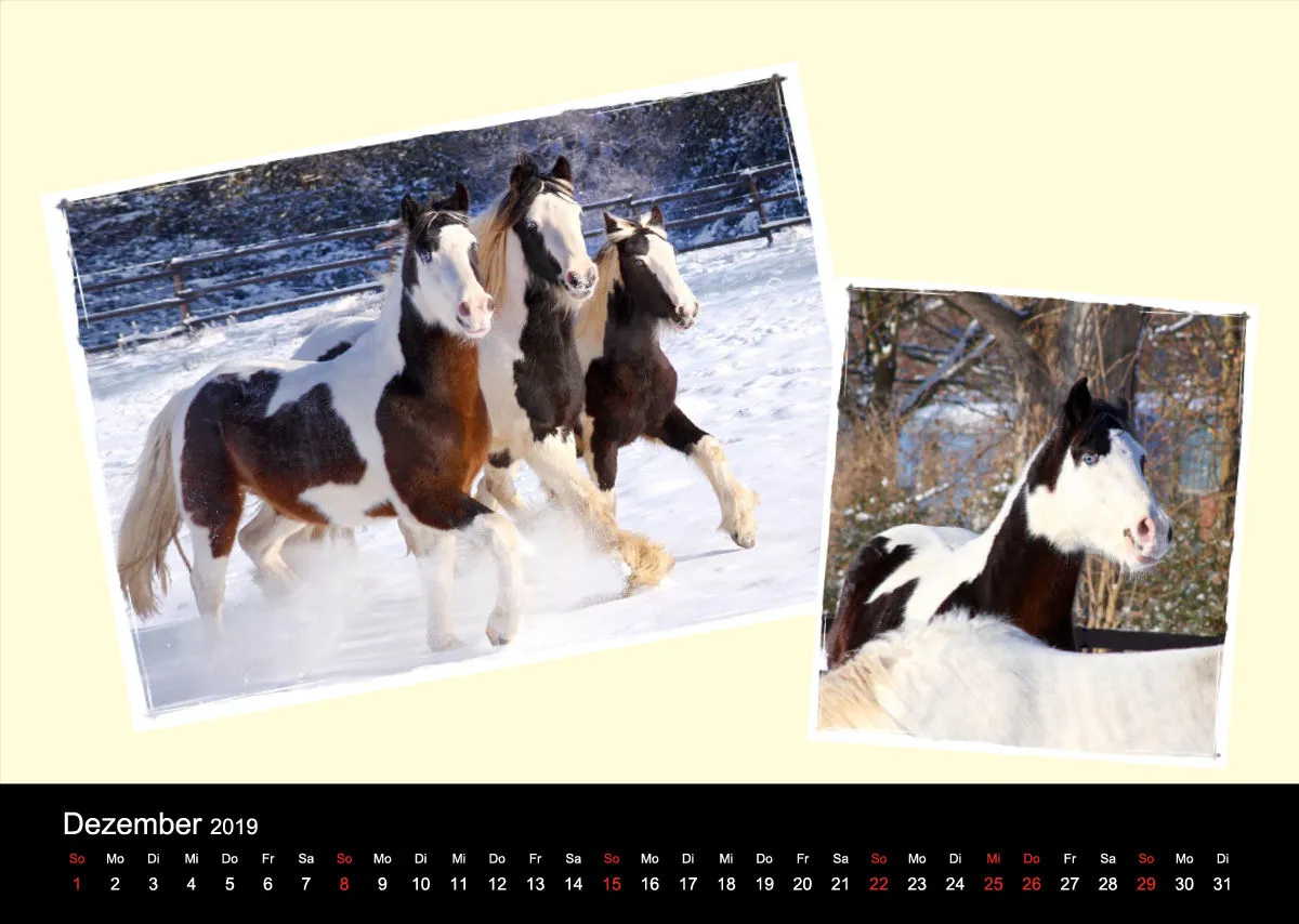 Gypsy Horses 2019