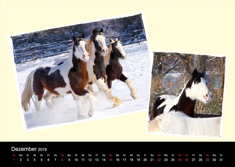 Gypsy Horses 2019