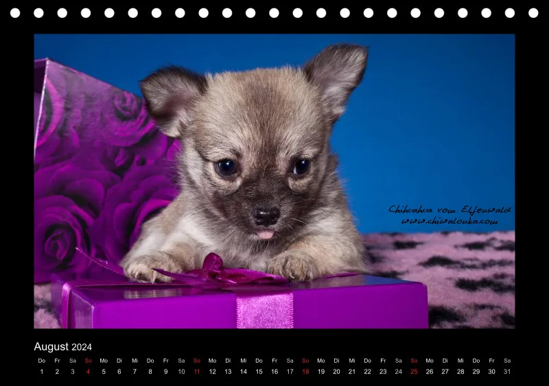Chihuahua vom Elfenwald 2024 Din A5 Tischkalender