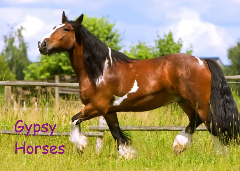 Gypsy Horses 2019
