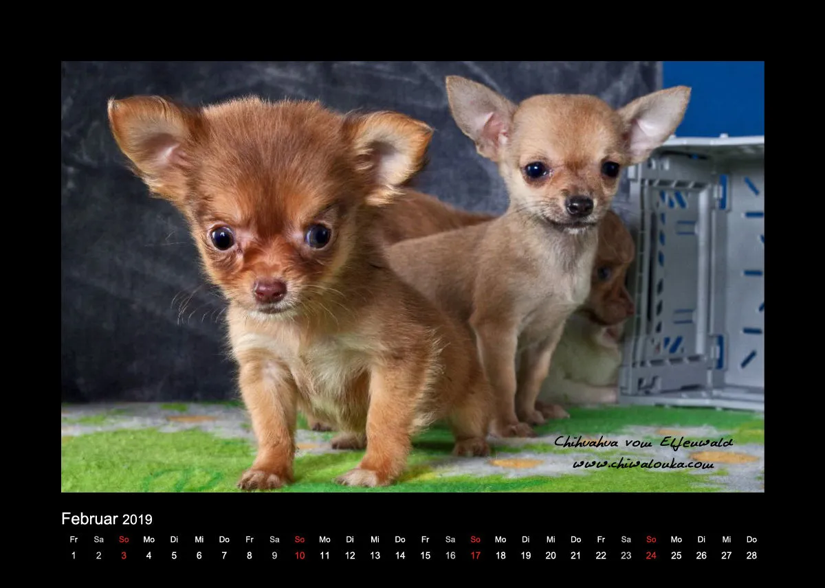 Chihuahua vom Elfenwald 2019 Din A5