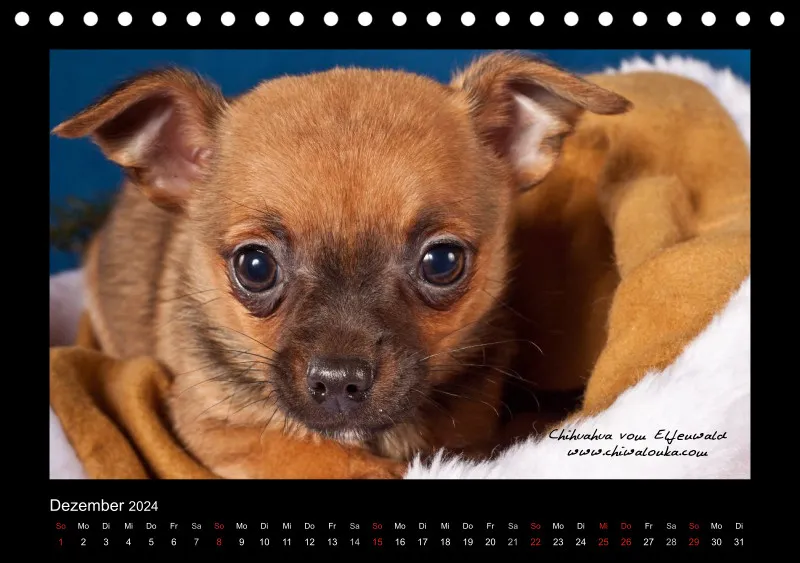 Chihuahua vom Elfenwald 2024 Din A5 Tischkalender