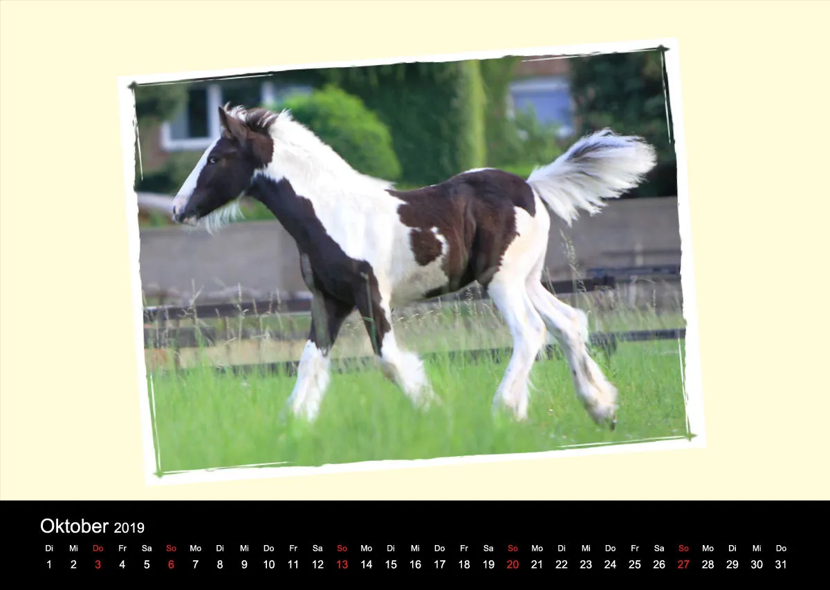 Gypsy Horses 2019