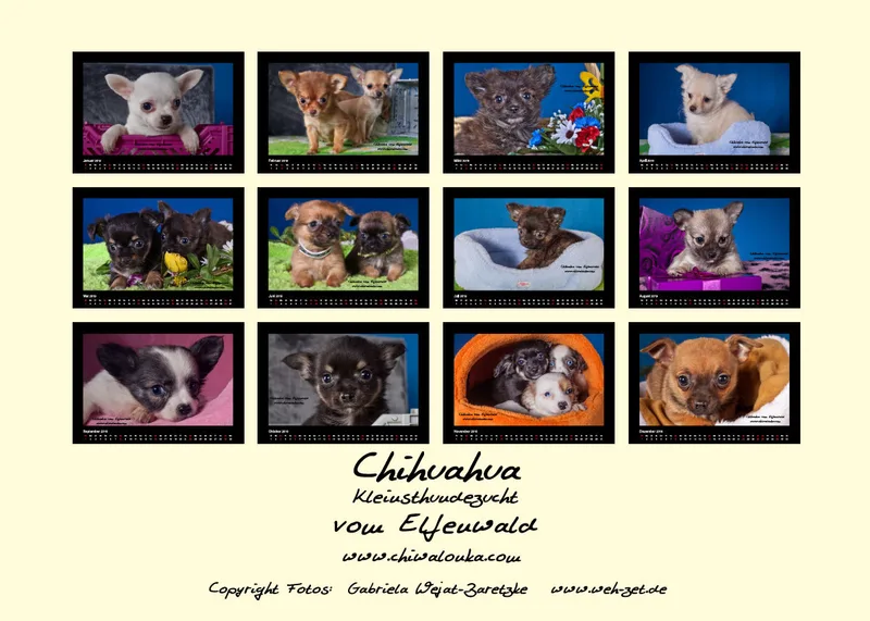 Chihuahua vom Elfenwald 2019 Din A5