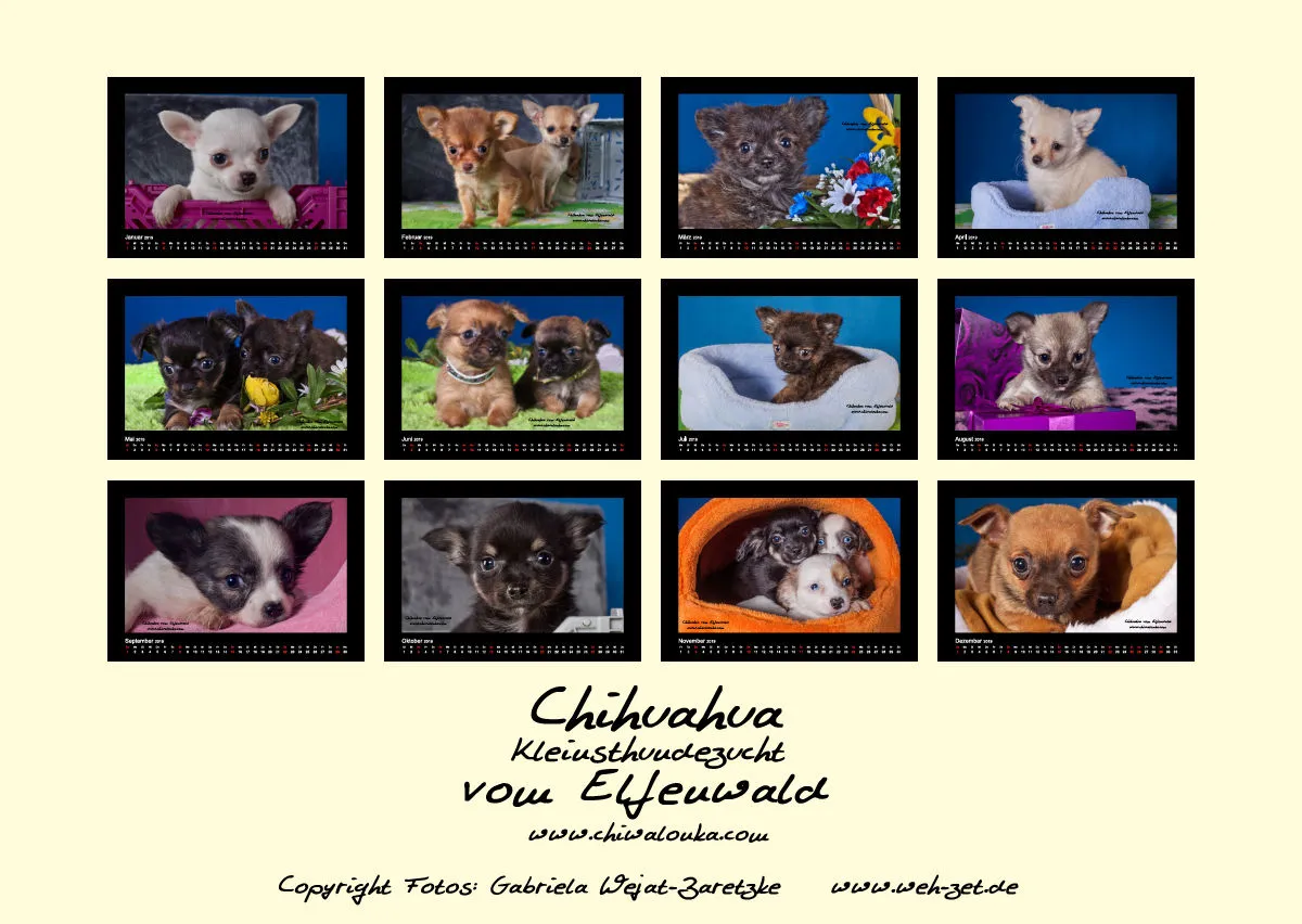 Chihuahua vom Elfenwald 2019 Din A2