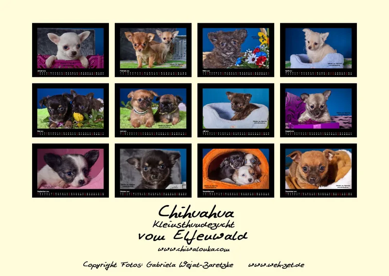 Chihuahua vom Elfenwald 2019 Din A2