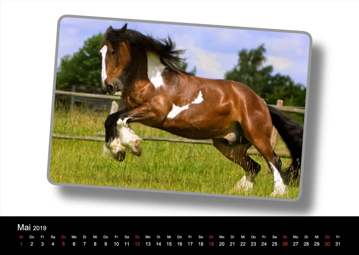 Tinker - Gypsy Horses A3 2019