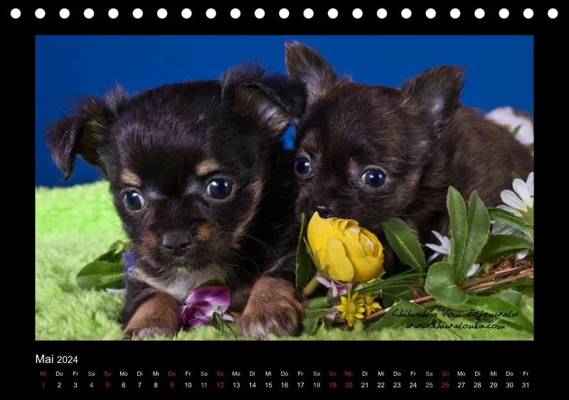 Chihuahua vom Elfenwald 2024 Din A5 Tischkalender