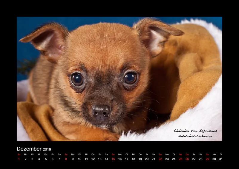 Chihuahua vom Elfenwald 2019 Din A2