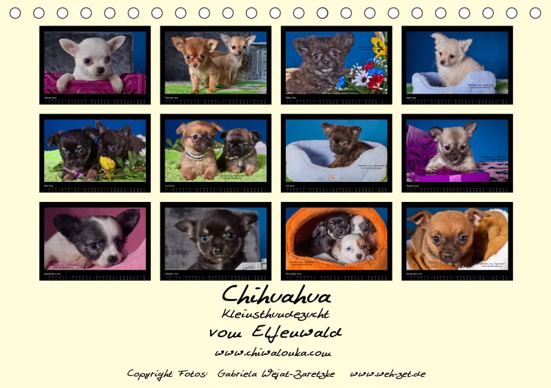 Chihuahua vom Elfenwald 2024 Din A5 Tischkalender