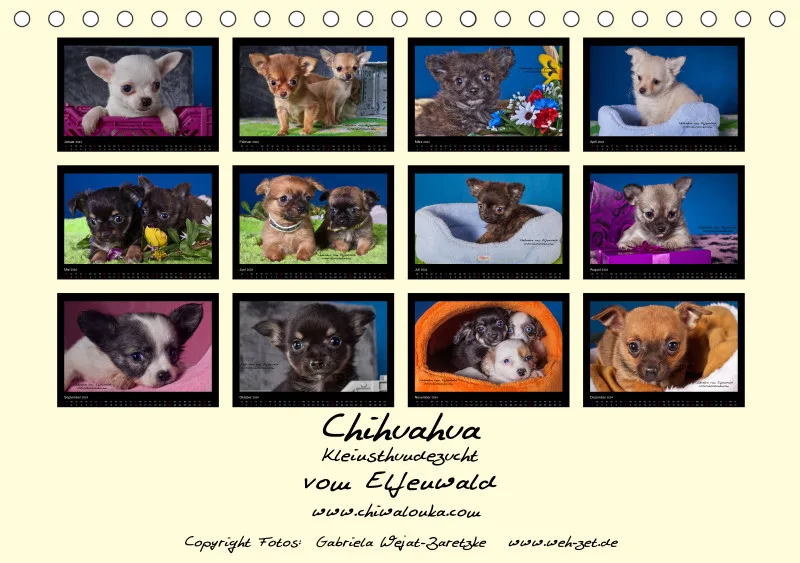 Chihuahua vom Elfenwald 2024 Din A5 Tischkalender