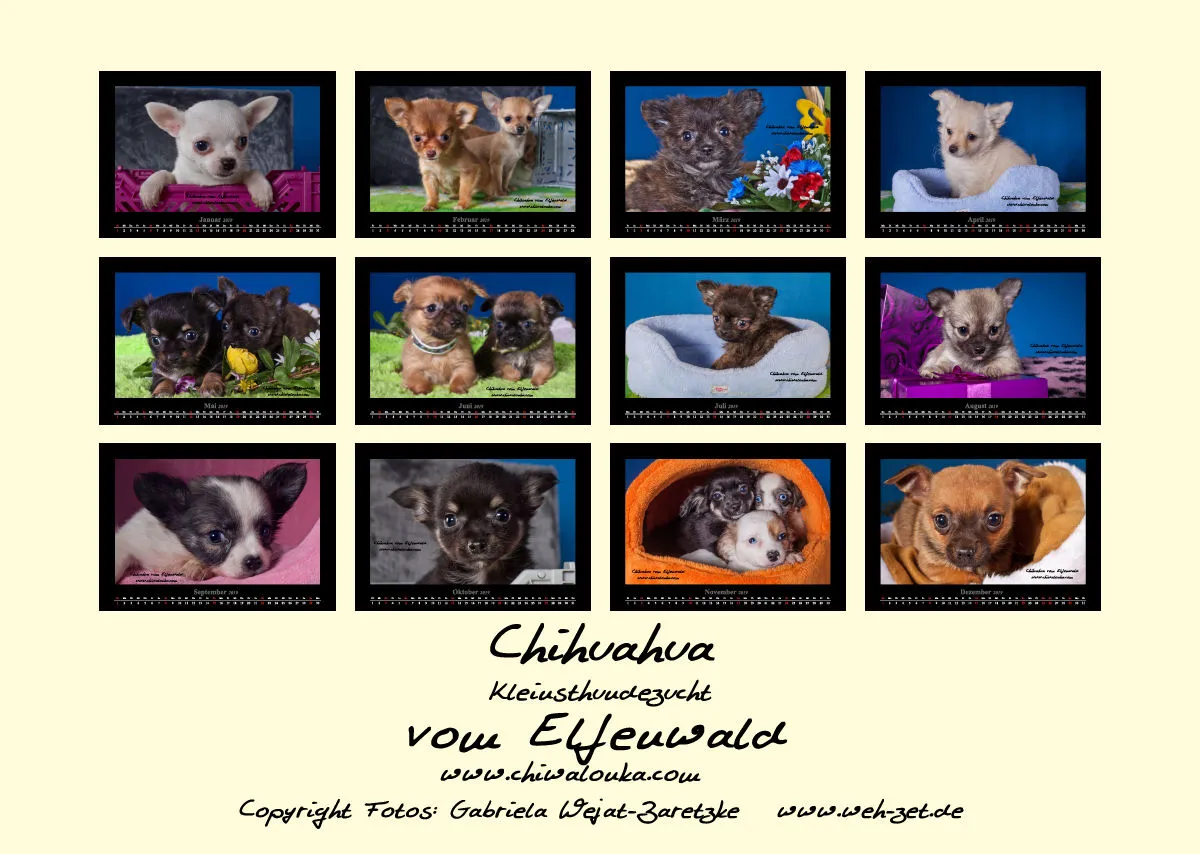 Chihuahua vom Elfenwald 2019 Din A3