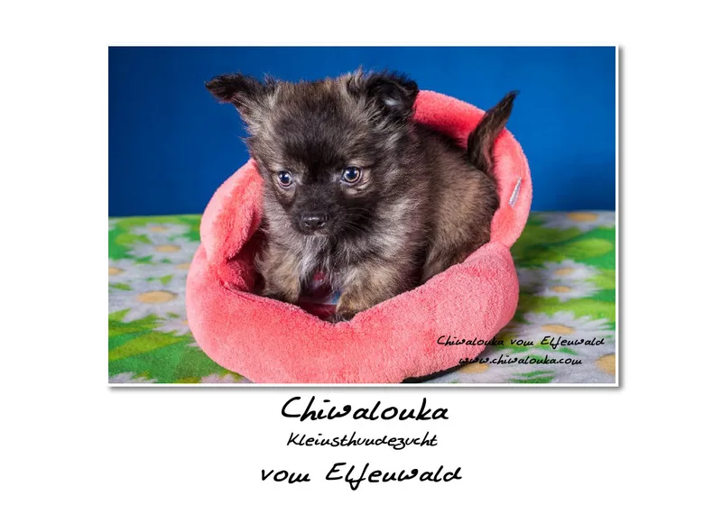 Chiwalonka® vom Elfenwald A4 Kalender 2019