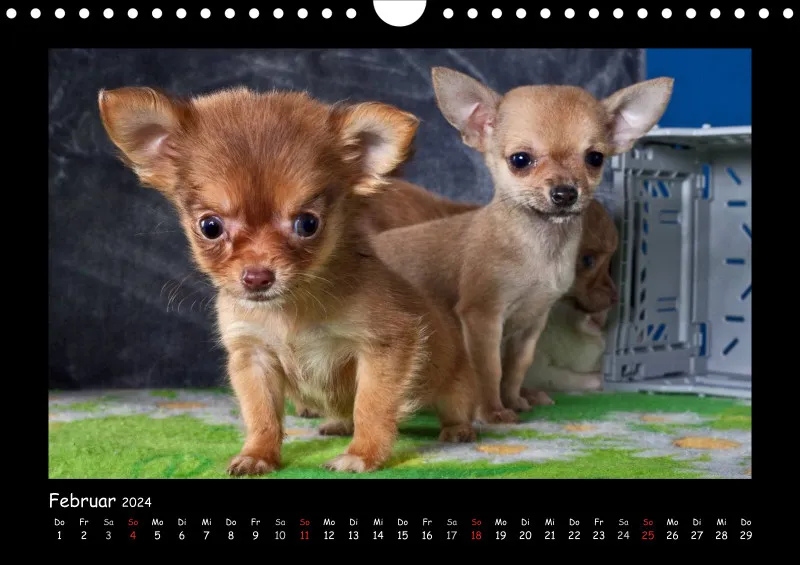Chihuahua 2024 Din A4