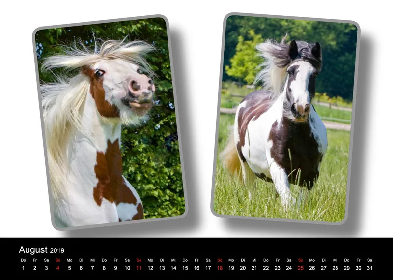 Tinker - Gypsy Horses A3 2019