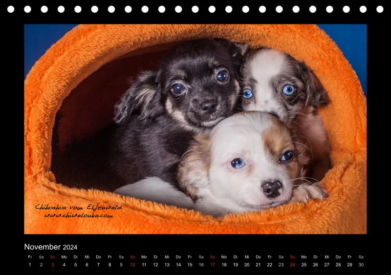 Chihuahua vom Elfenwald 2024 Din A5 Tischkalender