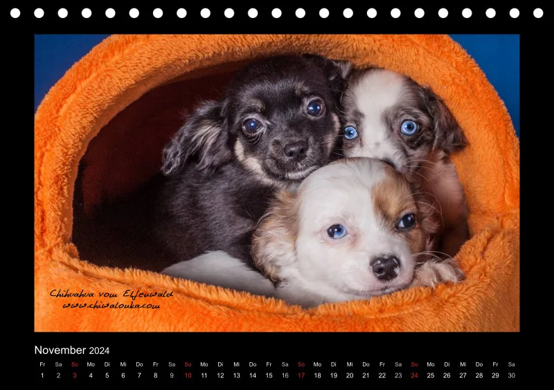 Chihuahua vom Elfenwald 2024 Din A5 Tischkalender
