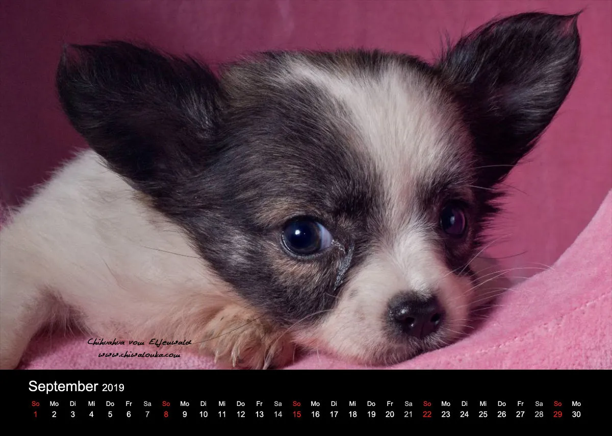 Chihuahua vom Elfenwald 2019 Din A4