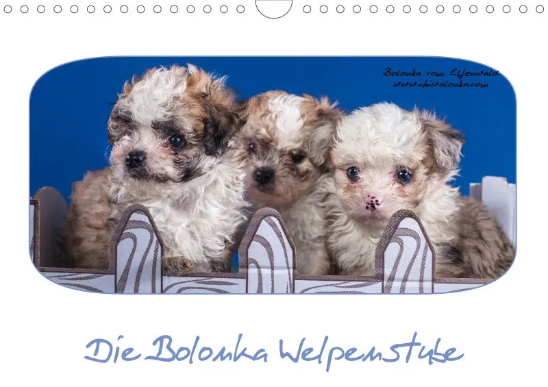 Bolonka Welpenstube vom Elfenwald 2024A4