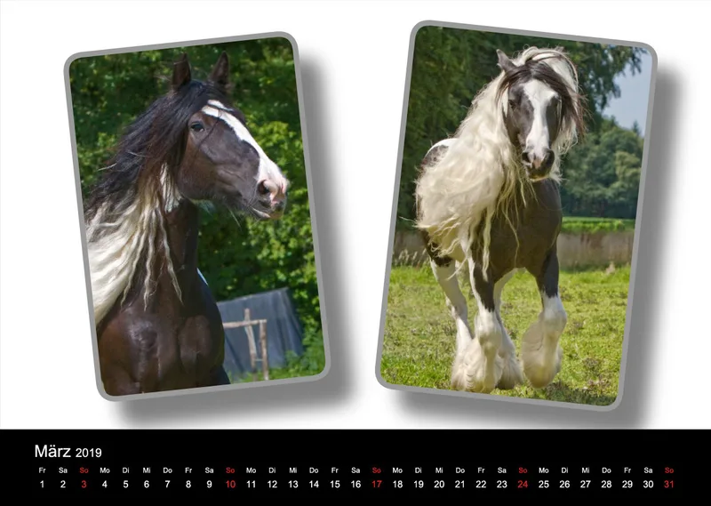 Tinker - Gypsy Horses A3 2019