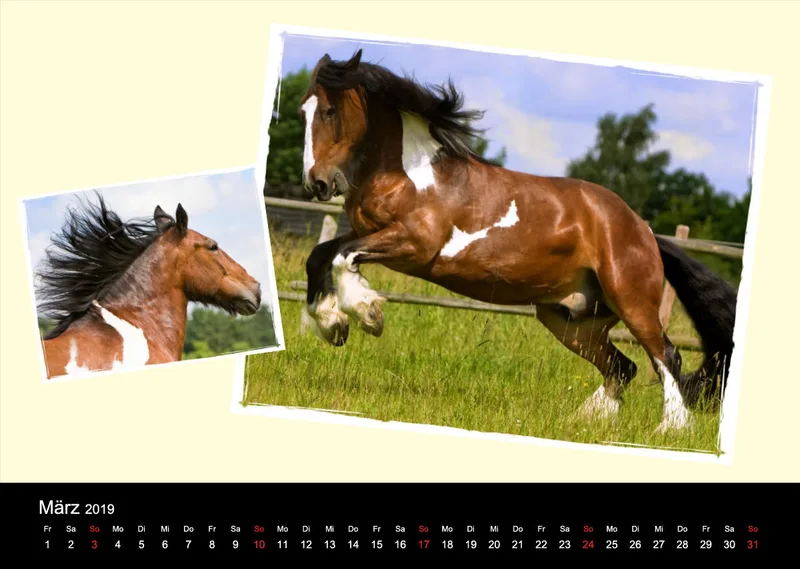 Gypsy Horses 2019