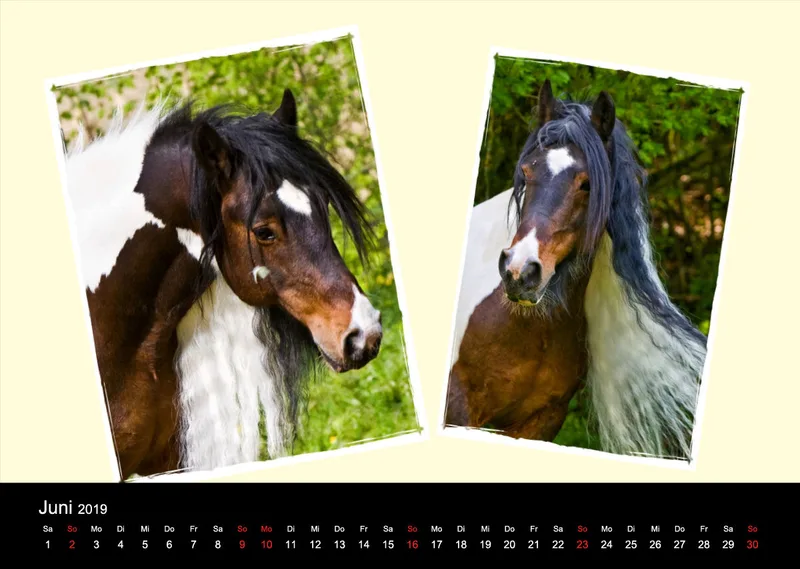 Gypsy Horses 2019