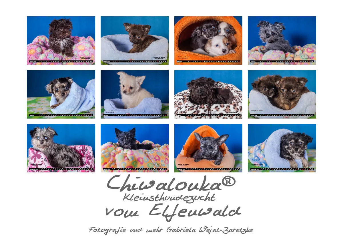 Chiwalonka® vom Elfenwald A2 Kalender 2019