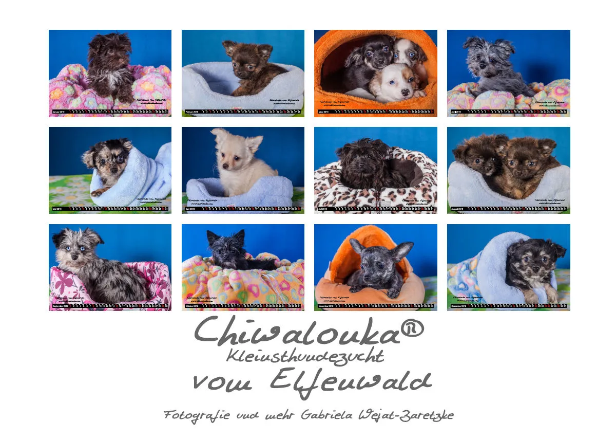 Chiwalonka® vom Elfenwald A5 Kalender 2019