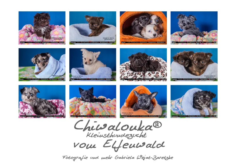 Chiwalonka® vom Elfenwald A5 Kalender 2019