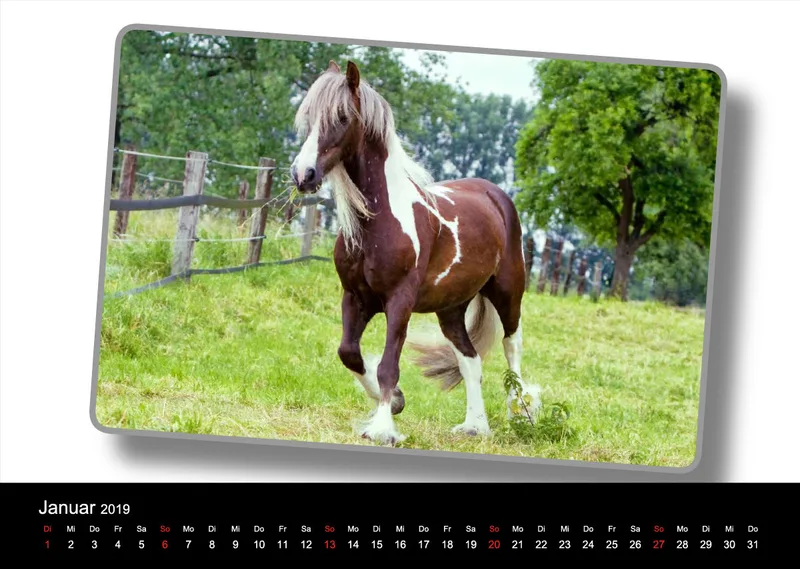 Tinker - Gypsy Horses A3 2019