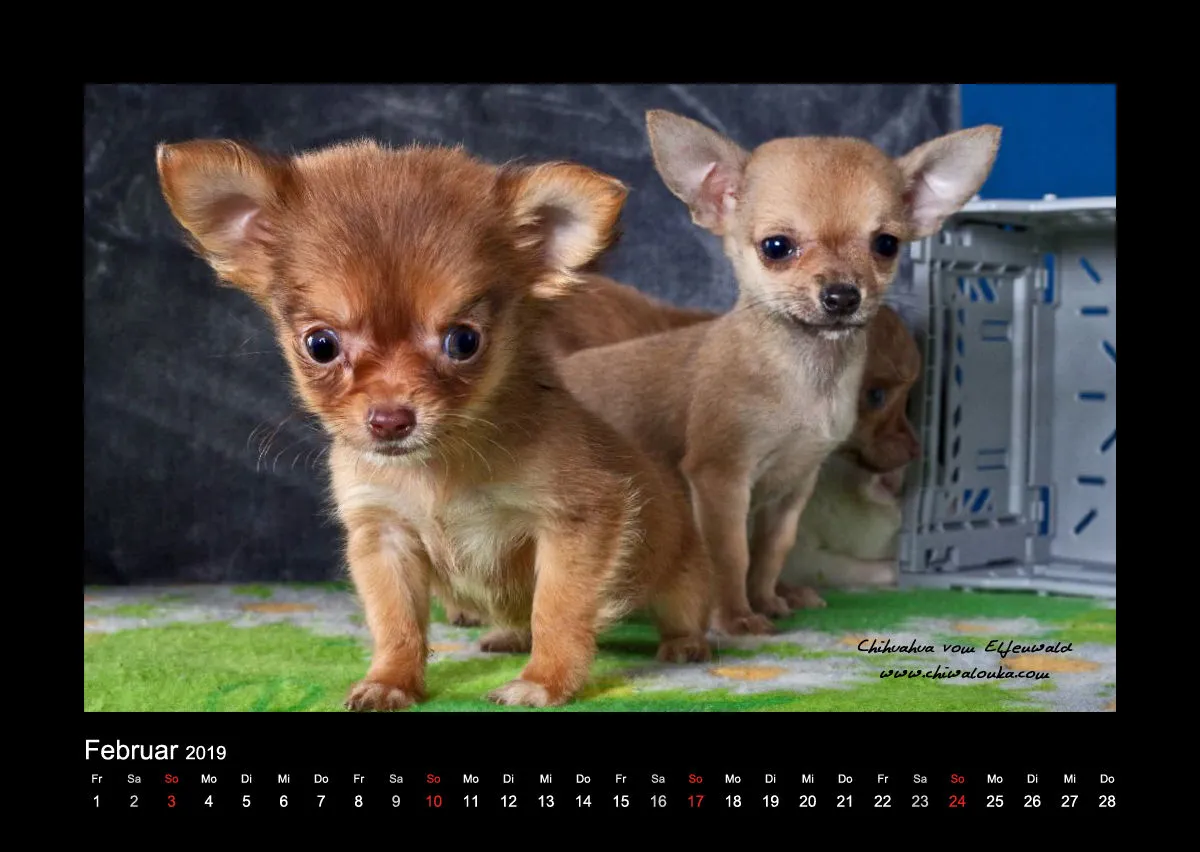 Chihuahua vom Elfenwald 2019 Din A2
