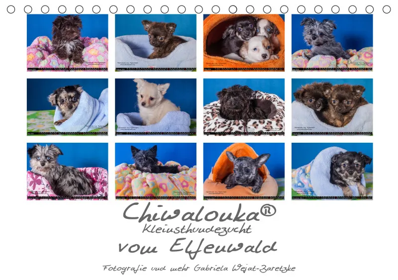 Chiwalonka® vom Elfenwald Tisch- Kalender 2024