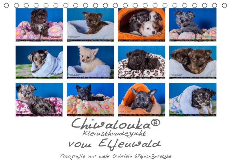 Chiwalonka® vom Elfenwald Tisch- Kalender 2024
