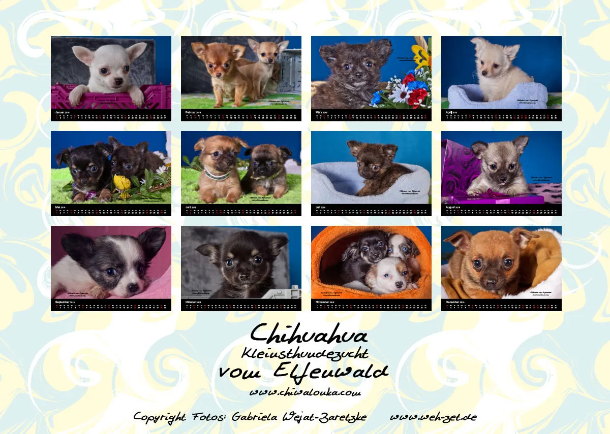 Chihuahua vom Elfenwald 2019 Din A4