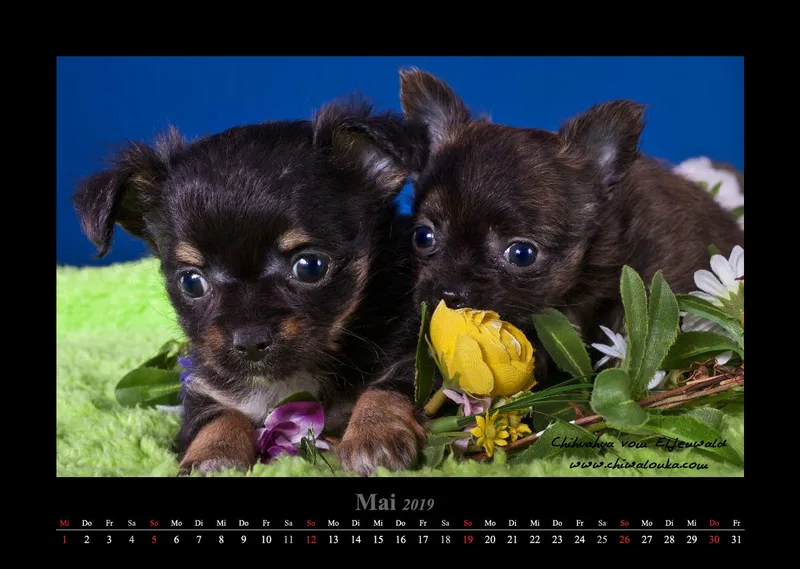 Chihuahua vom Elfenwald 2019 Din A3