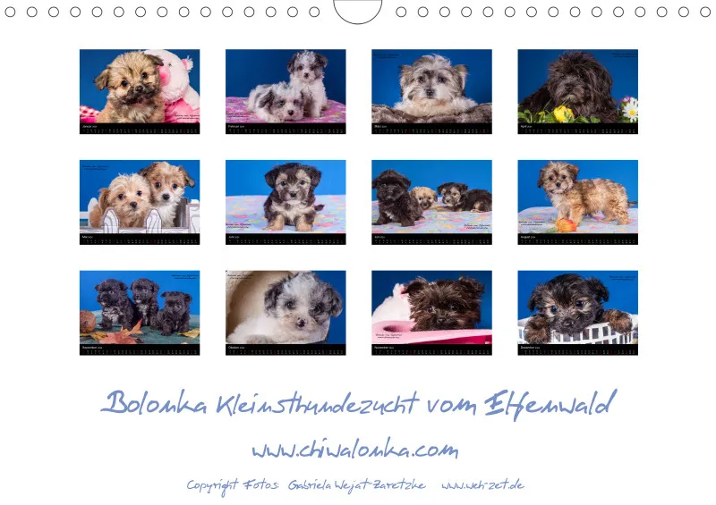 Bolonka Welpenstube vom Elfenwald 2024A4