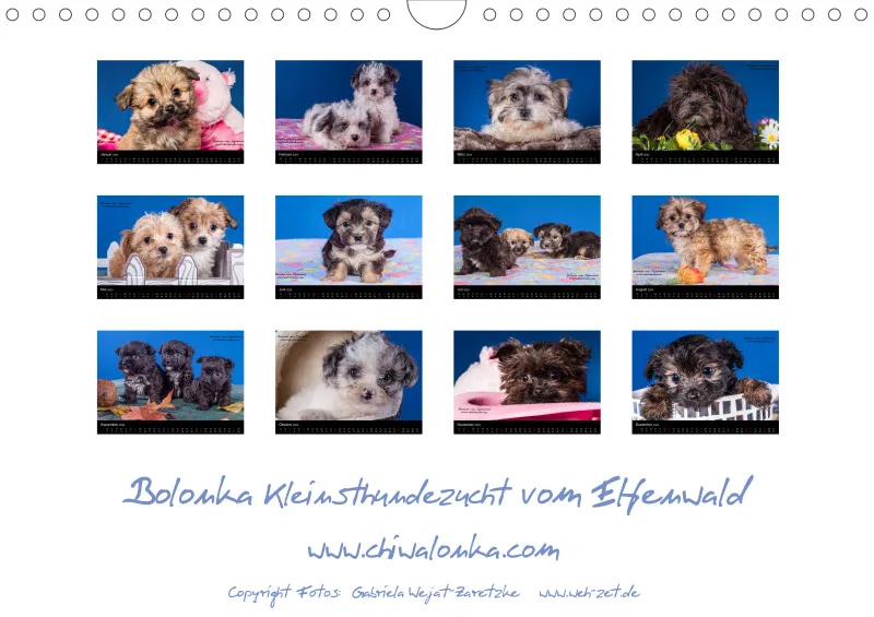Bolonka Welpenstube vom Elfenwald 2024A4